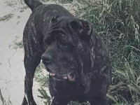 cane corso italian mastiff